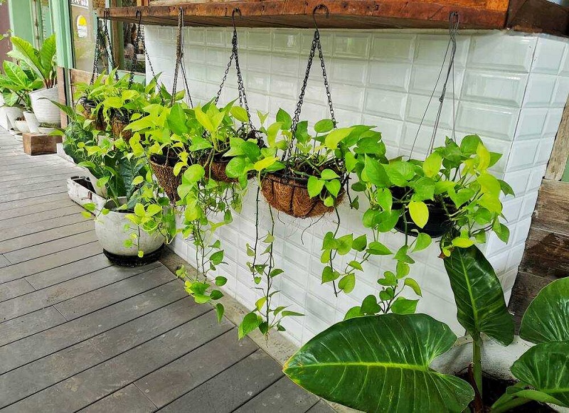 6 Tanaman Gantung ini Sulap Halaman Rumah Bak Taman Bidadari GenPI.co